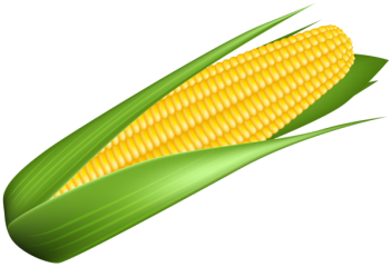 С 15 февраля запрещается импорт кукурузы и бобовых культур из США