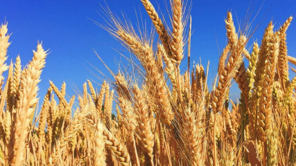 Правительство обнулило экспортную пошлину на пшеницу